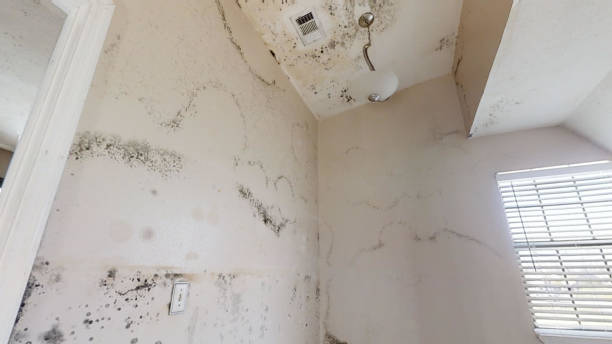 Mold Documentation for Insurance Claims in Hanna City, IL