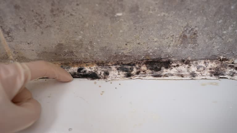 Asbestos and Lead Testing During Mold Inspection in Hanna City, IL